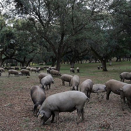 Hospederia Reina De Los Angeles Aracena Eksteriør bilde