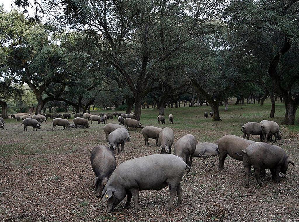Hospederia Reina De Los Angeles Aracena Eksteriør bilde